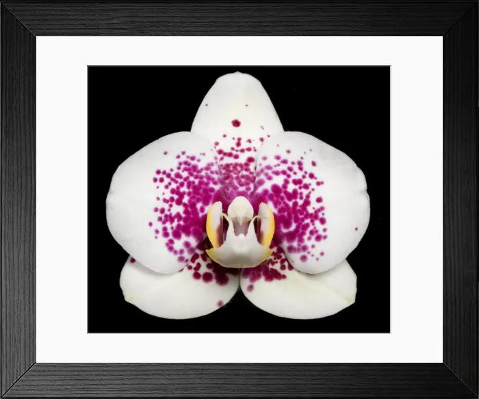 Framed Print : Picture No. 10896609 Framed Print : Picture No. 10896609