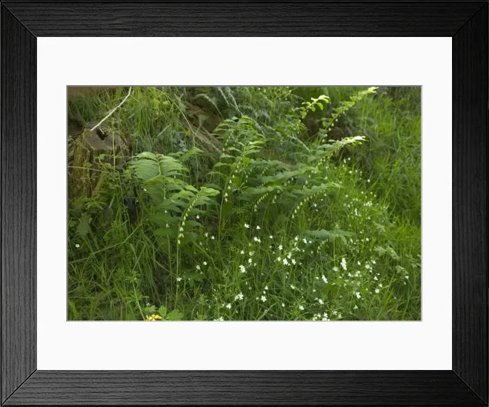 Framed Print : Picture No. 10896610 Framed Print : Picture No. 10896610