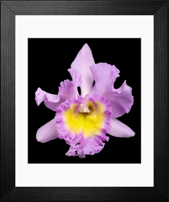 Framed Print : Picture No. 10896613 Framed Print : Picture No. 10896613