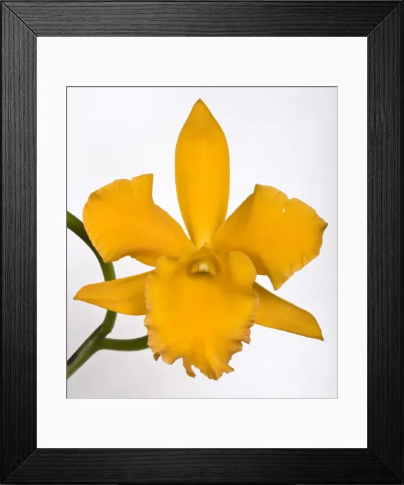 Framed Print : Picture No. 10896612 Framed Print : Picture No. 10896612