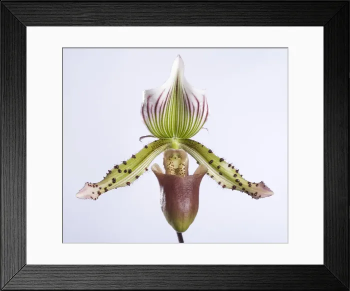 Framed Print : Picture No. 10896616 Framed Print : Picture No. 10896616