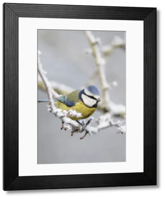 Framed Print : Picture No. 10896620 Framed Print : Picture No. 10896620