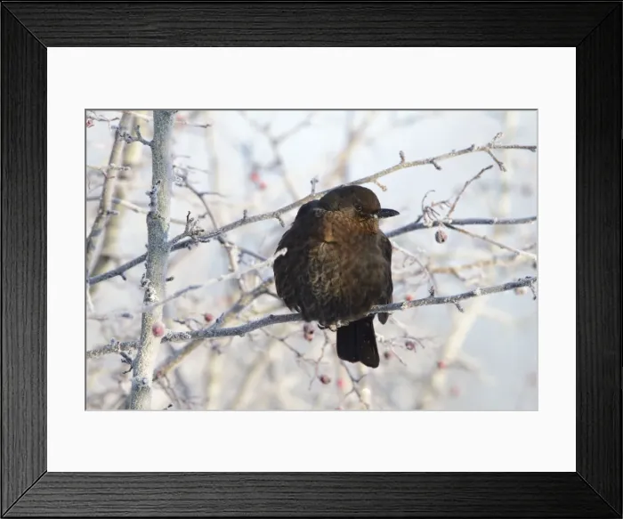 Framed Print : Picture No. 10896619 Framed Print : Picture No. 10896619