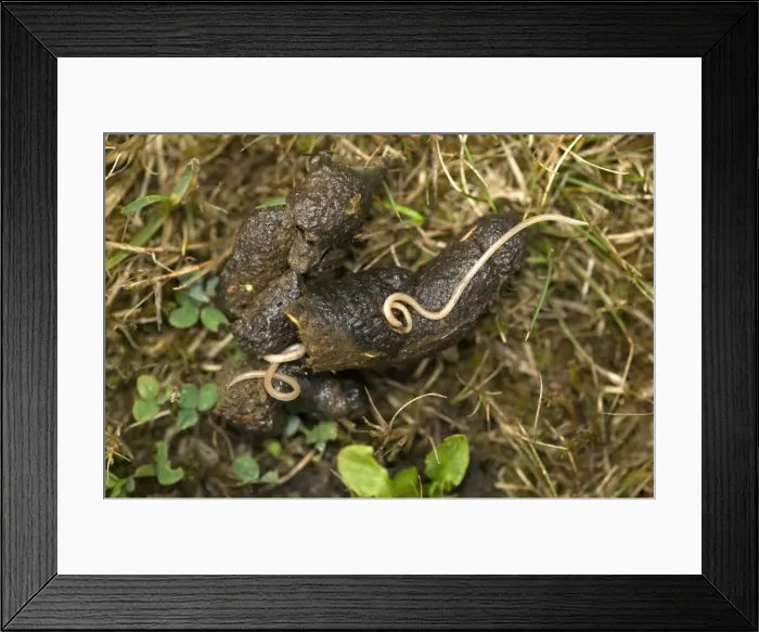 Framed Print : Picture No. 10896615 Framed Print : Picture No. 10896615