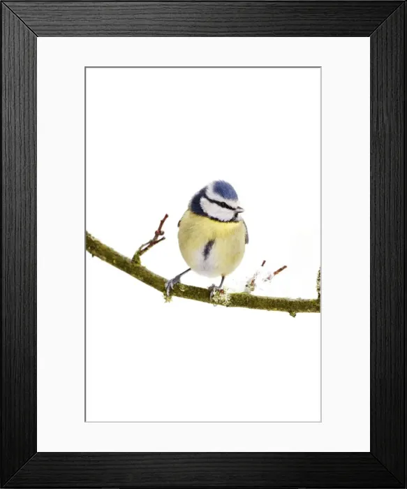 Framed Print : Picture No. 10896622 Framed Print : Picture No. 10896622