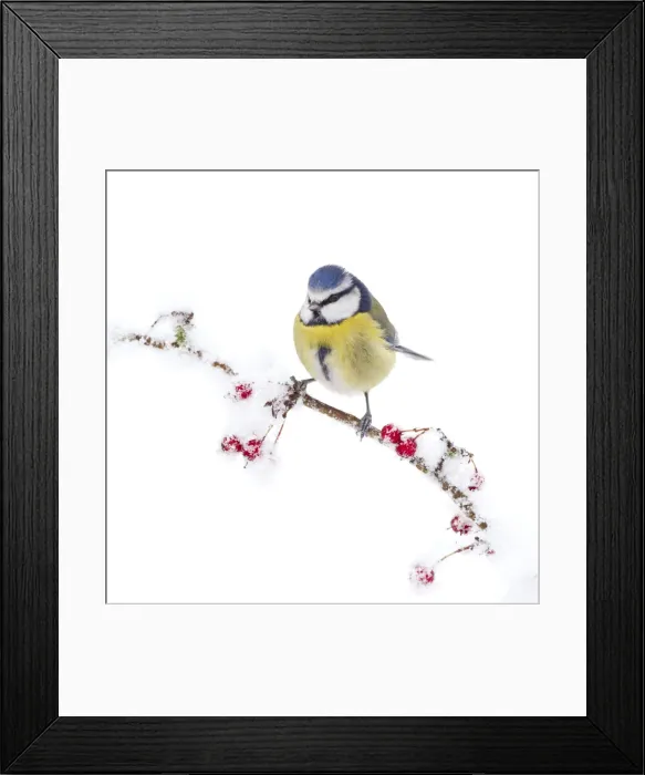 Framed Print : Picture No. 10896623 Framed Print : Picture No. 10896623
