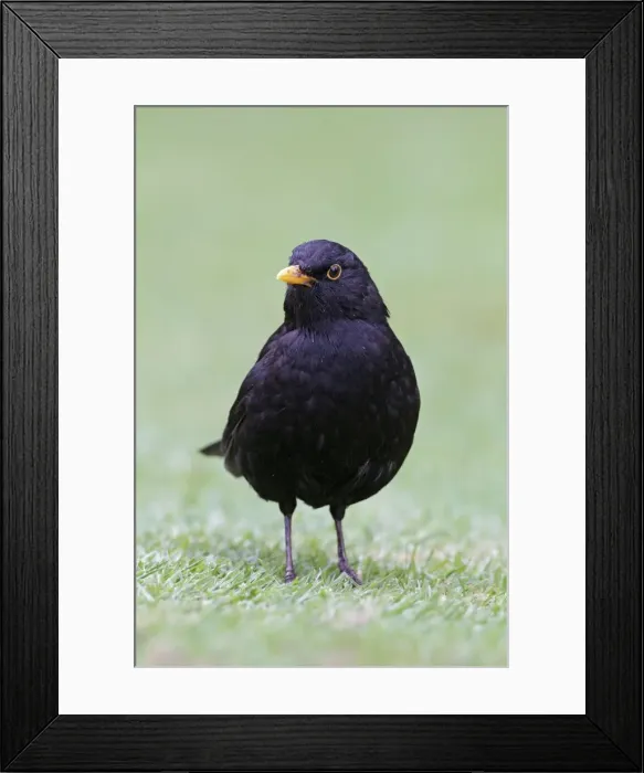 Framed Print : Picture No. 10896618