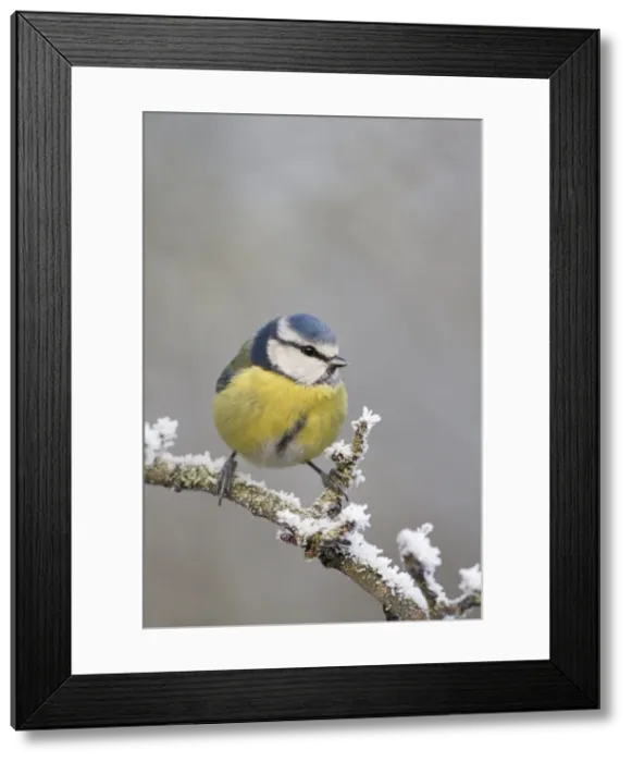Framed Print : Picture No. 10896621 Framed Print : Picture No. 10896621