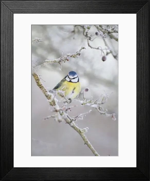 Framed Print : Picture No. 10896624 Framed Print : Picture No. 10896624