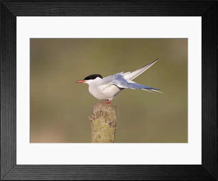 Framed Print : Picture No. 10896625