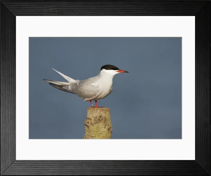 Framed Print : Picture No. 10896627 Framed Print : Picture No. 10896627