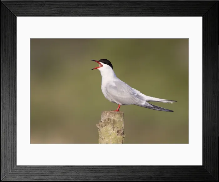 Framed Print : Picture No. 10896626 Framed Print : Picture No. 10896626