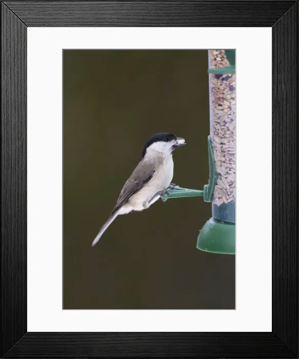 Framed Print : Picture No. 10896632 Framed Print : Picture No. 10896632