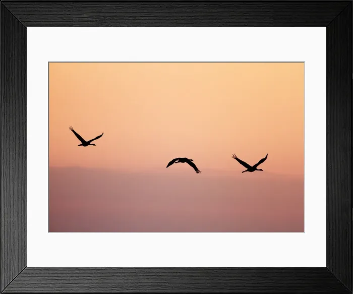 Framed Print : Picture No. 10896629 Framed Print : Picture No. 10896629