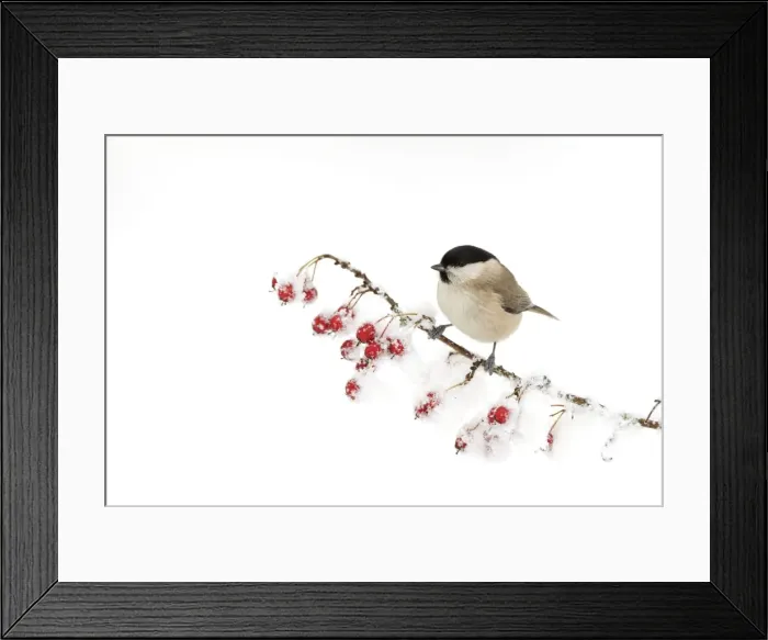 Framed Print : Picture No. 10896633 Framed Print : Picture No. 10896633