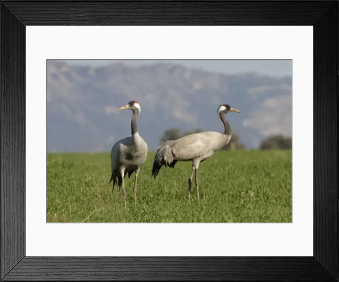 Framed Print : Picture No. 10896628 Framed Print : Picture No. 10896628