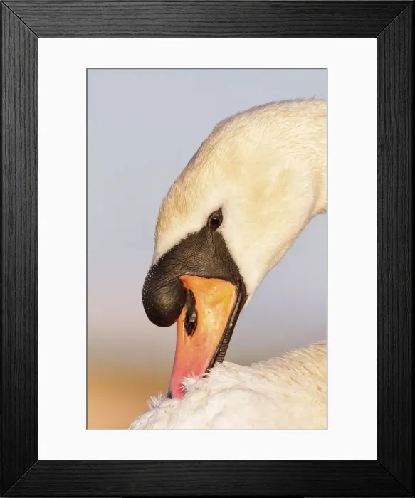 Framed Print : Picture No. 10896634 Framed Print : Picture No. 10896634