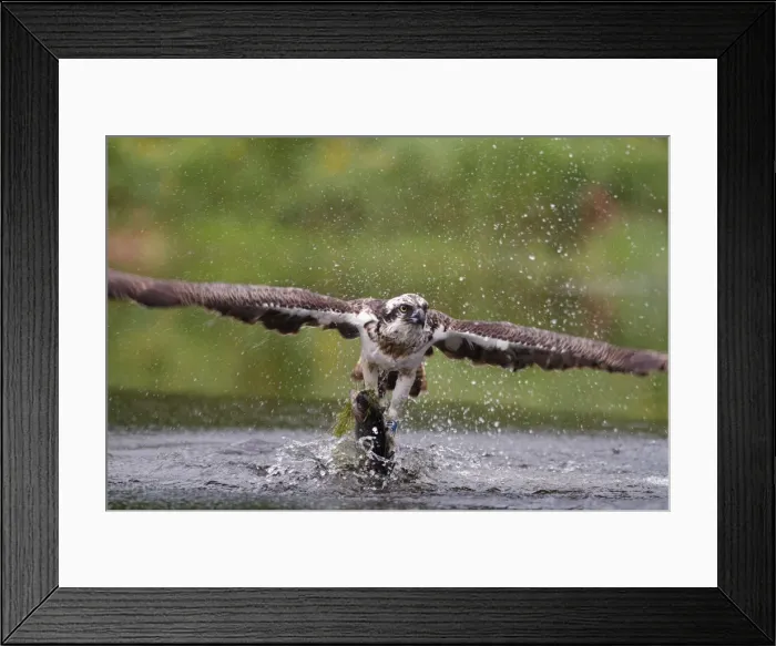 Framed Print : Picture No. 10896636 Framed Print : Picture No. 10896636