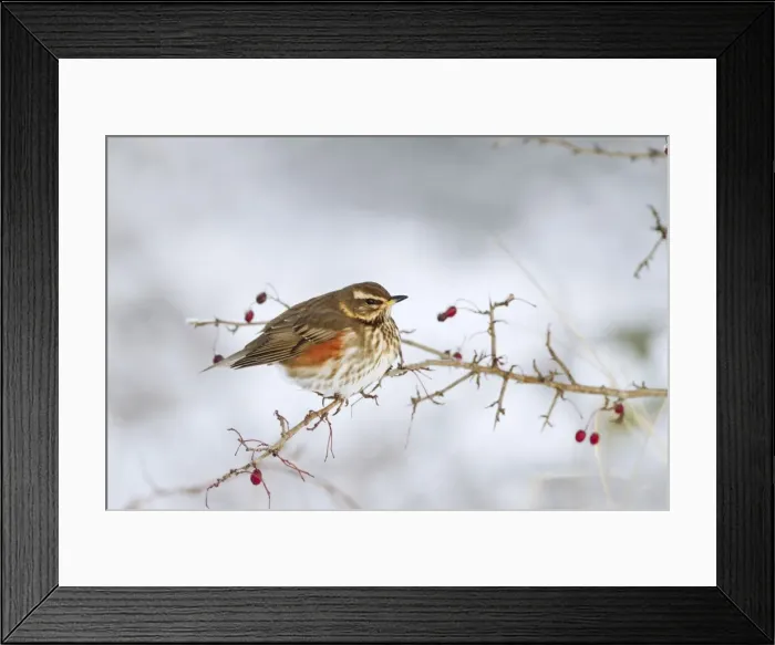Framed Print : Picture No. 10896641 Framed Print : Picture No. 10896641