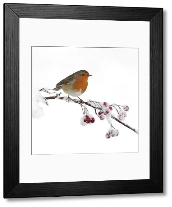 Framed Print : Picture No. 10896642 Framed Print : Picture No. 10896642