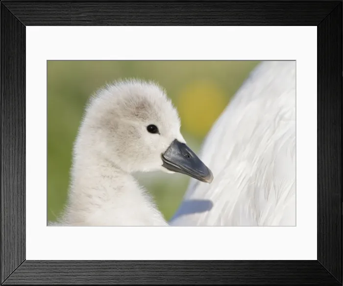 Framed Print : Picture No. 10896635 Framed Print : Picture No. 10896635