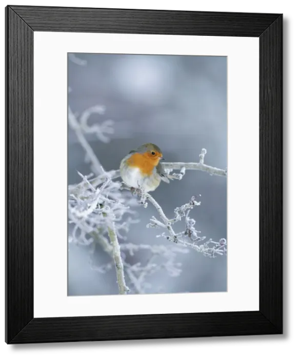 Framed Print : Picture No. 10896643 Framed Print : Picture No. 10896643