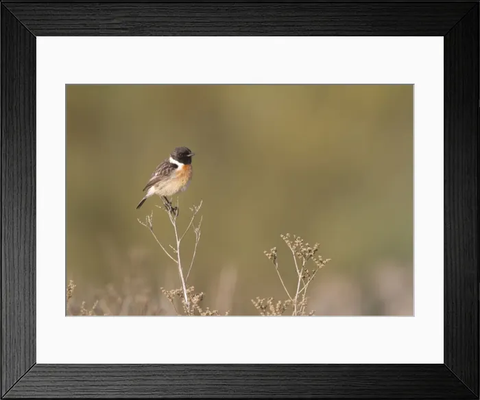 Framed Print : Picture No. 10896645 Framed Print : Picture No. 10896645