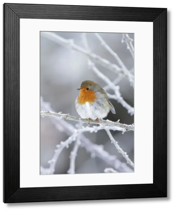 Framed Print : Picture No. 10896644 Framed Print : Picture No. 10896644