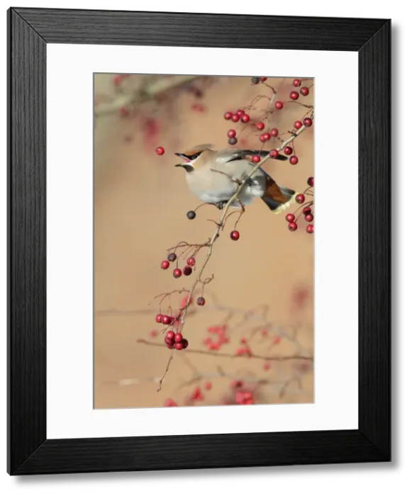 Framed Print : Picture No. 10896647 Framed Print : Picture No. 10896647