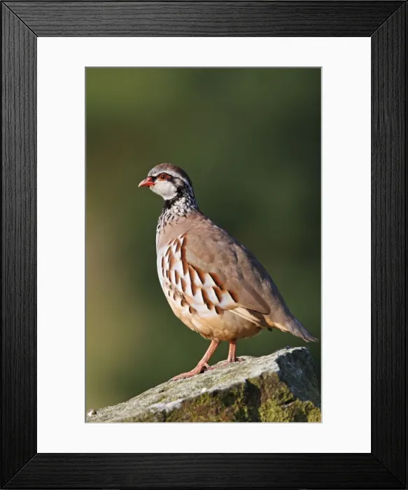 Framed Print : Picture No. 10896640 Framed Print : Picture No. 10896640