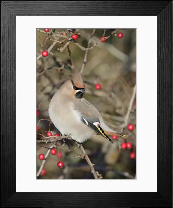Framed Print : Picture No. 10896648 Framed Print : Picture No. 10896648