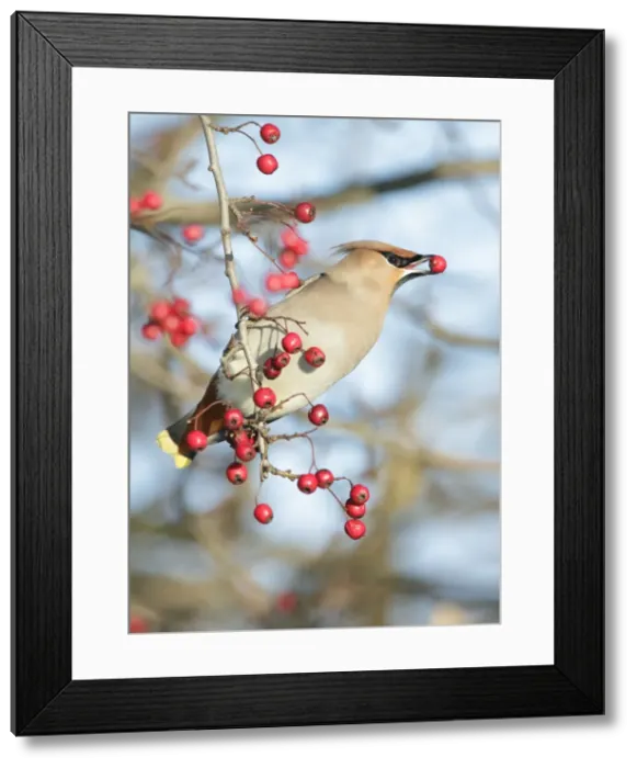 Framed Print : Picture No. 10896646 Framed Print : Picture No. 10896646