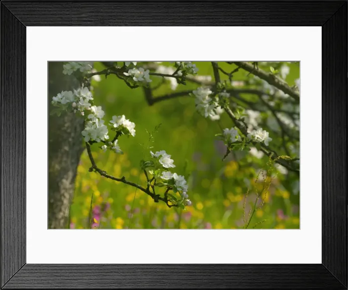 Framed Print : Picture No. 10896651 Framed Print : Picture No. 10896651