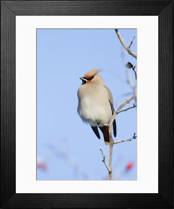 Framed Print : Picture No. 10896650 Framed Print : Picture No. 10896650