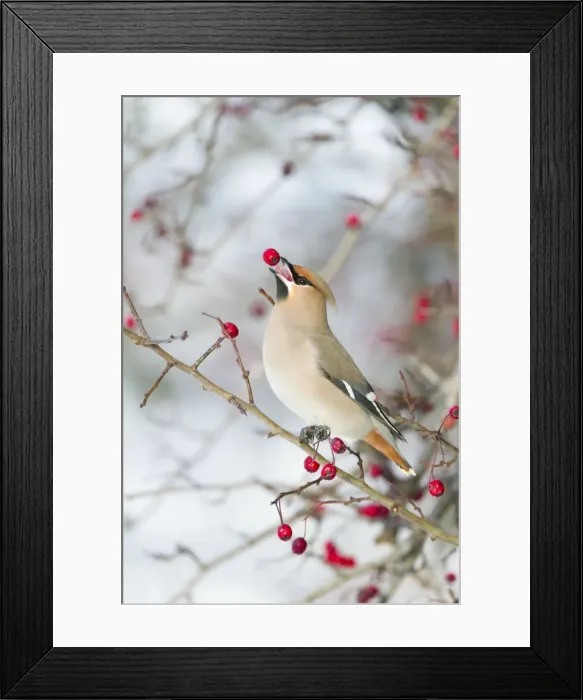 Framed Print : Picture No. 10896649 Framed Print : Picture No. 10896649
