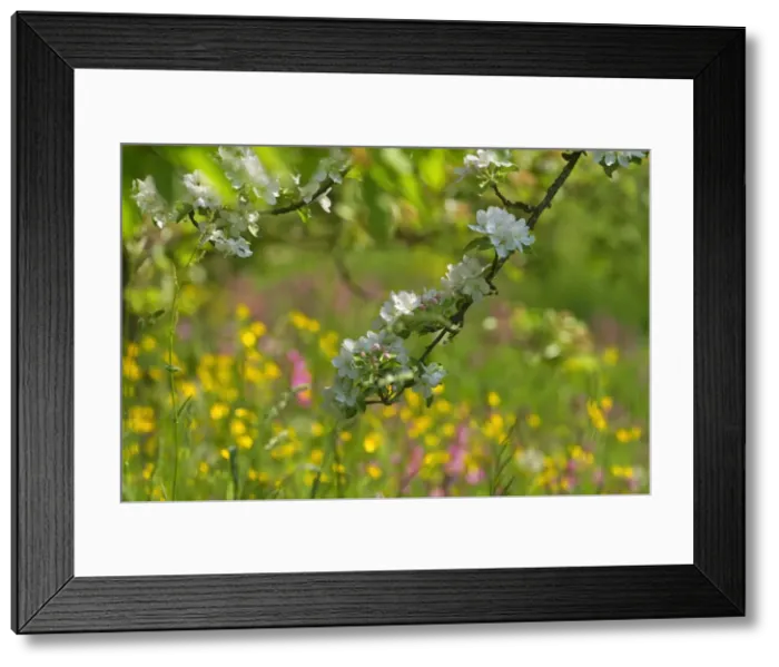 Framed Print : Picture No. 10896652 Framed Print : Picture No. 10896652