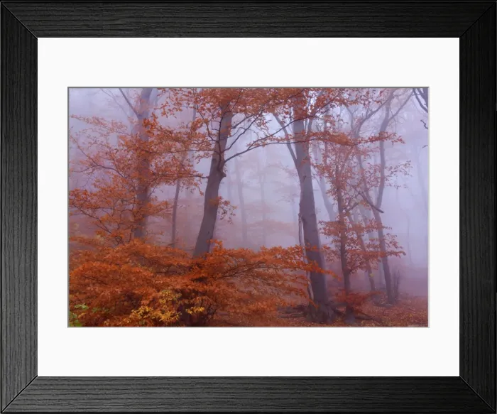 Framed Print : Picture No. 10896654 Framed Print : Picture No. 10896654