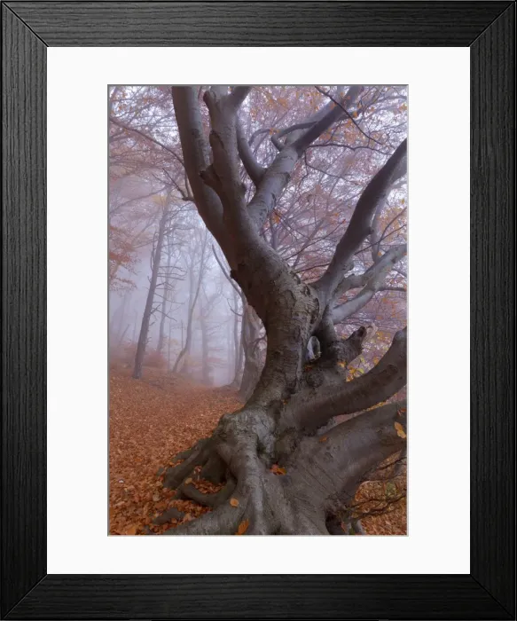 Framed Print : Picture No. 10896656 Framed Print : Picture No. 10896656