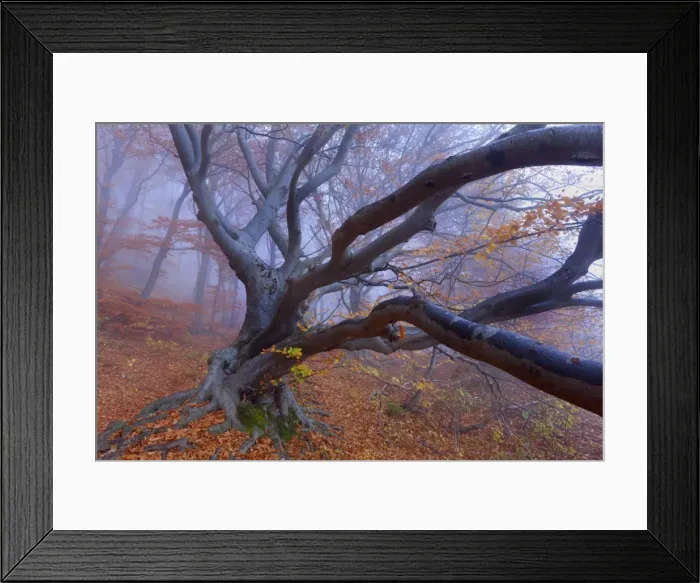 Framed Print : Picture No. 10896658 Framed Print : Picture No. 10896658