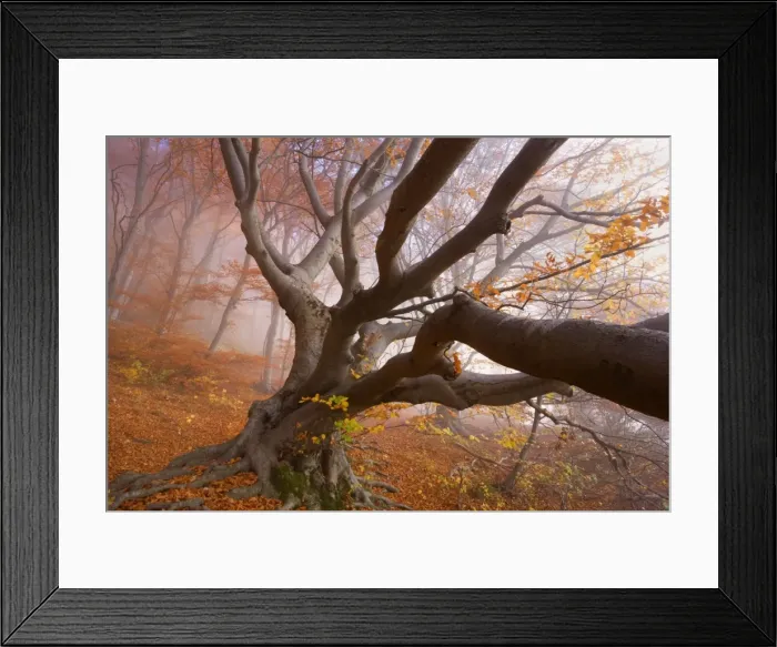 Framed Print : Picture No. 10896660