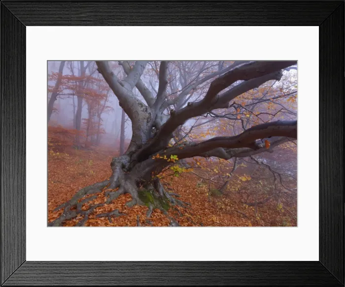 Framed Print : Picture No. 10896657 Framed Print : Picture No. 10896657