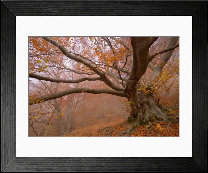 Framed Print : Picture No. 10896662 Framed Print : Picture No. 10896662