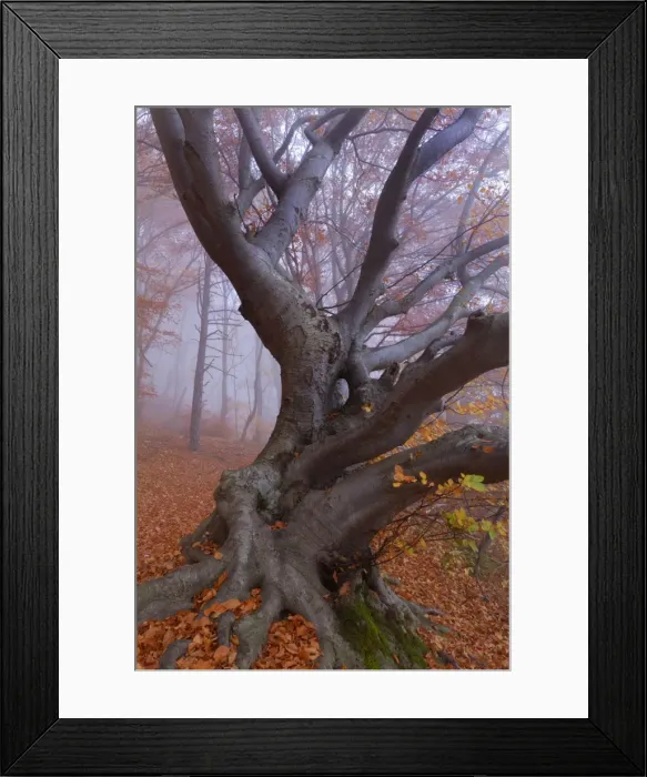 Framed Print : Picture No. 10896655 Framed Print : Picture No. 10896655
