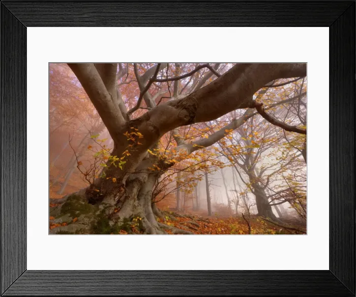 Framed Print : Picture No. 10896661 Framed Print : Picture No. 10896661