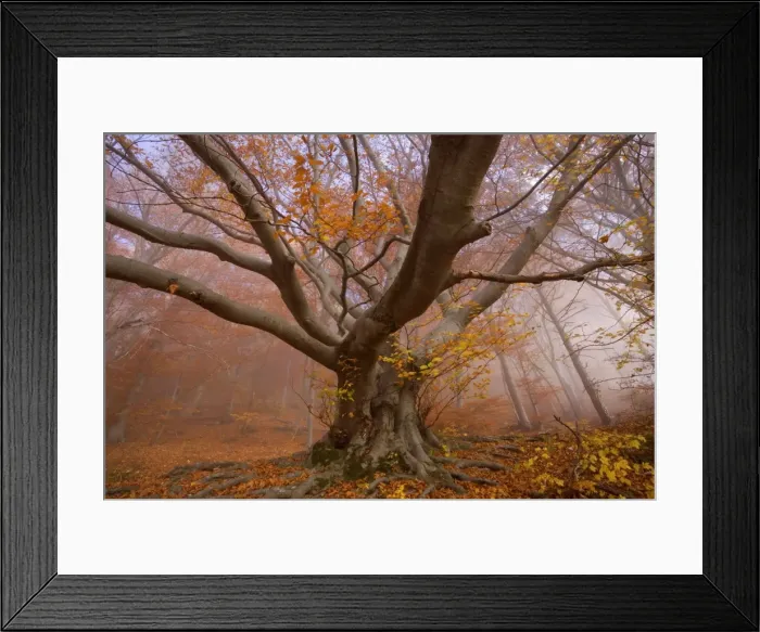 Framed Print : Picture No. 10896663