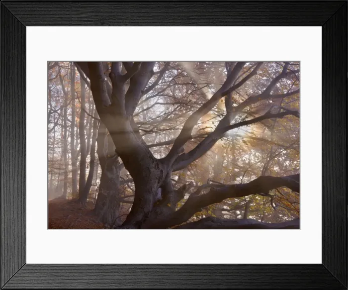 Framed Print : Picture No. 10896666 Framed Print : Picture No. 10896666