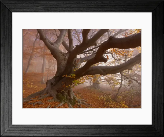 Framed Print : Picture No. 10896665 Framed Print : Picture No. 10896665