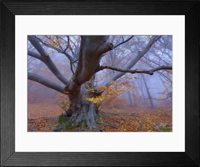 Framed Print : Picture No. 10896659 Framed Print : Picture No. 10896659