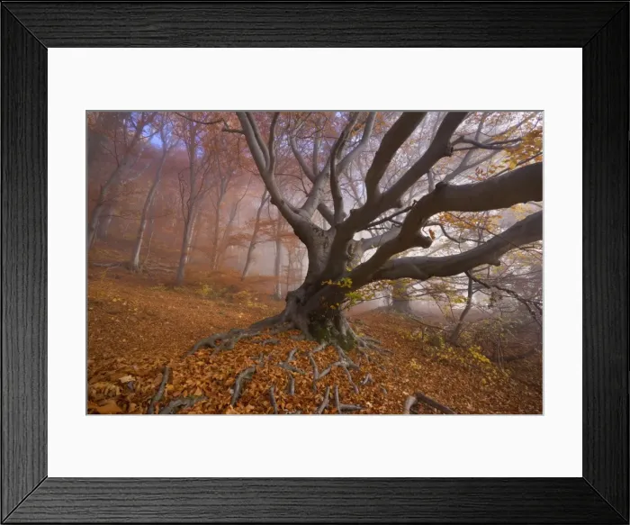 Framed Print : Picture No. 10896664