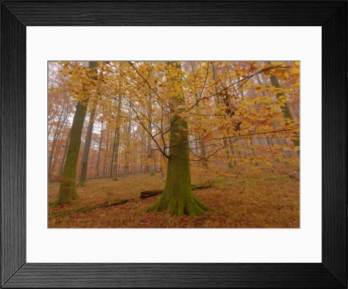 Framed Print : Picture No. 10896668 Framed Print : Picture No. 10896668